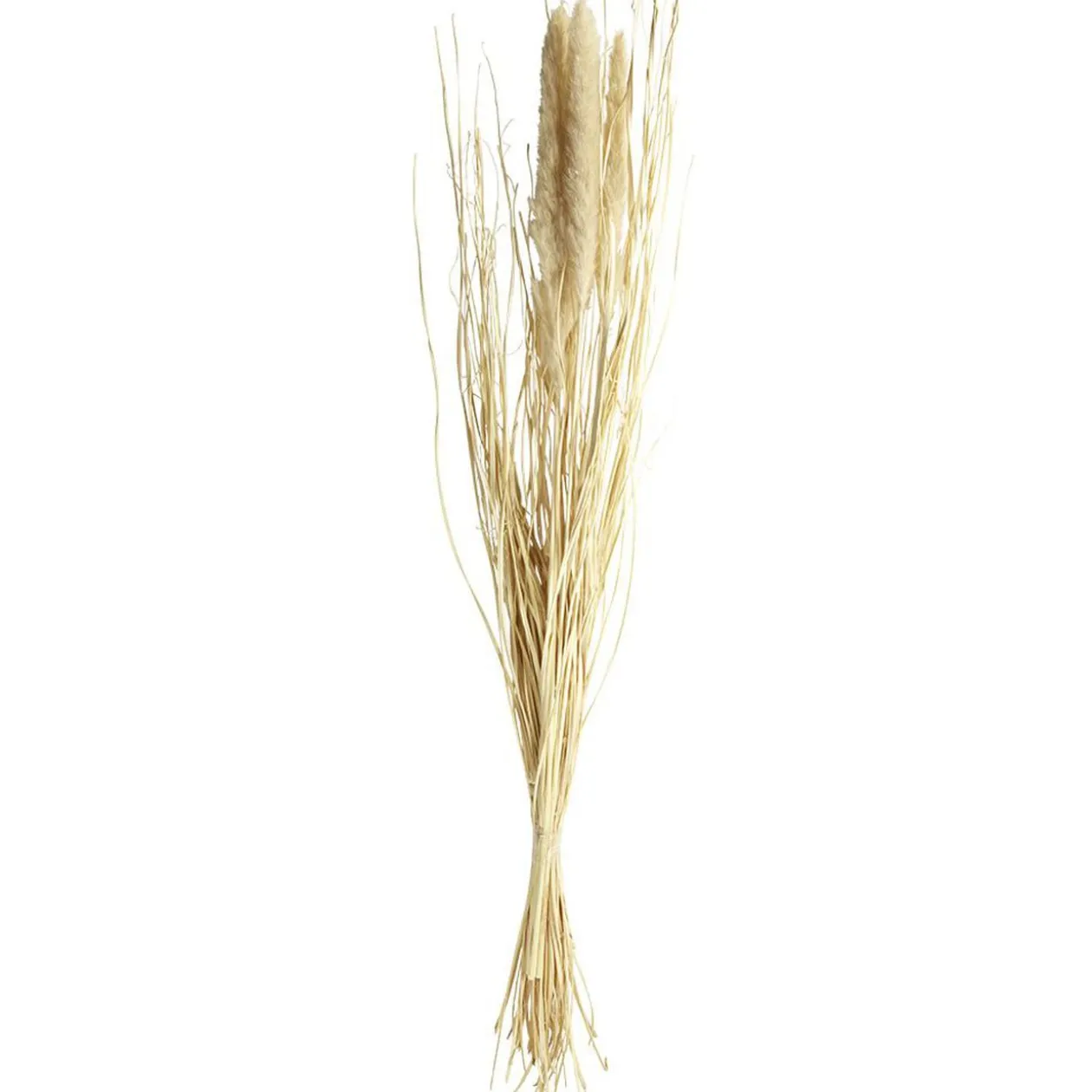 Bouquet Foxtail séché marron H85cm