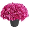Chrysanthèmes artificiels dans pot - 29 têtes - Violet < Gifi New