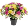Chrysanthème 14 tiges en pot Ø34xH30cm