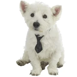 Cravate pour chien noire ou rouge