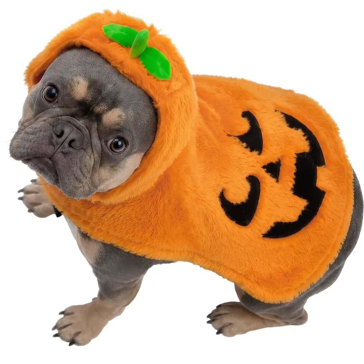Déguisement chien Halloween pull capuche citrouille orange S/M
