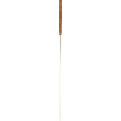 Feuille séchée