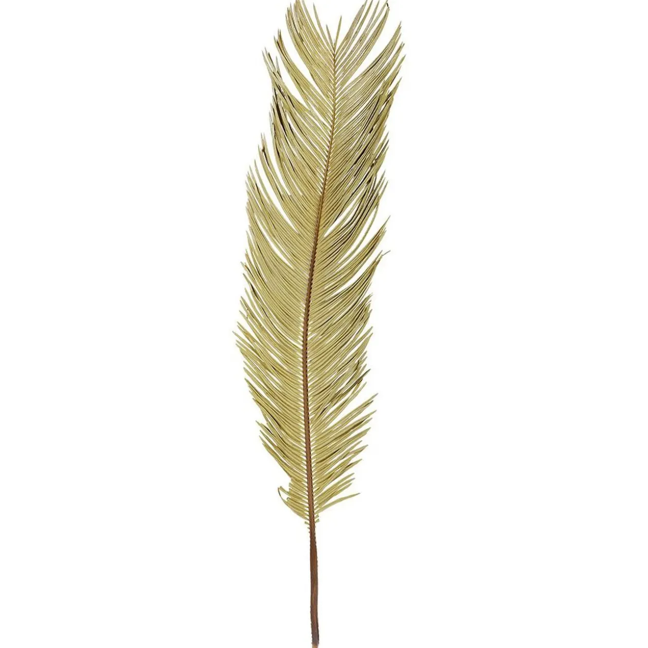Feuille séchée