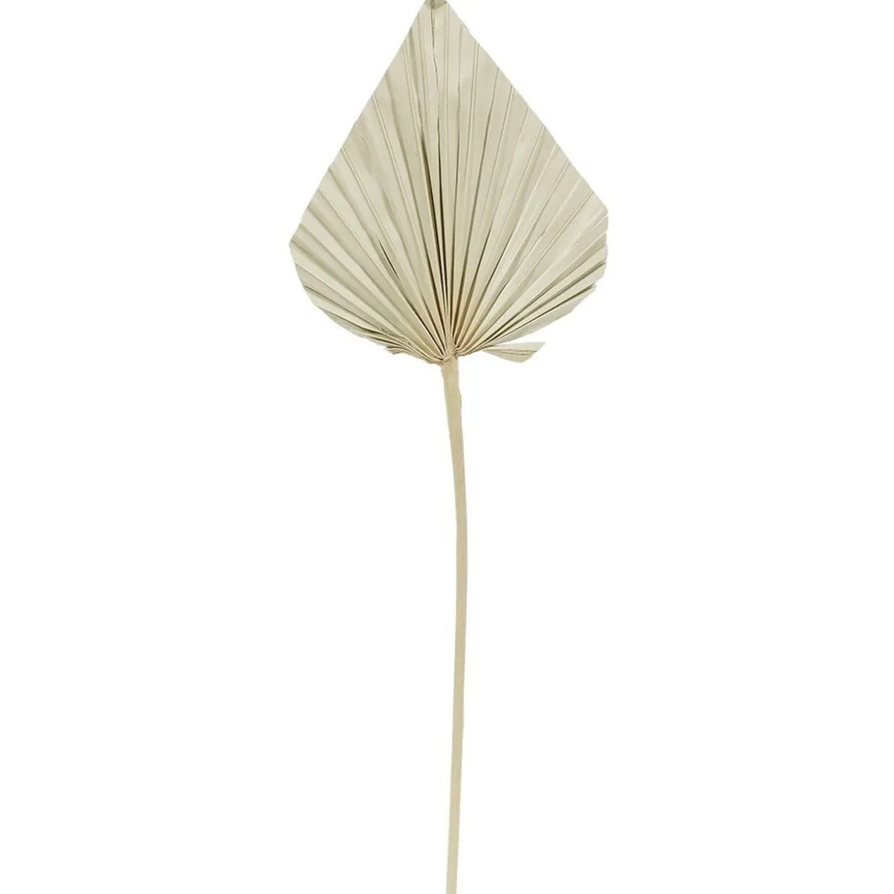 Feuille séchée