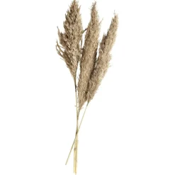 Herbe de pampa séchée naturelle 3 tiges H80cm