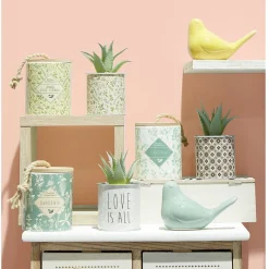 Plante Aloe Vera en pot < Gifi Hot