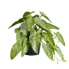 Plante verte artificielle pot noir H17cm - 2 modèles