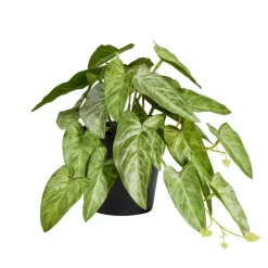 Plante verte artificielle pot noir H17cm - 2 modèles