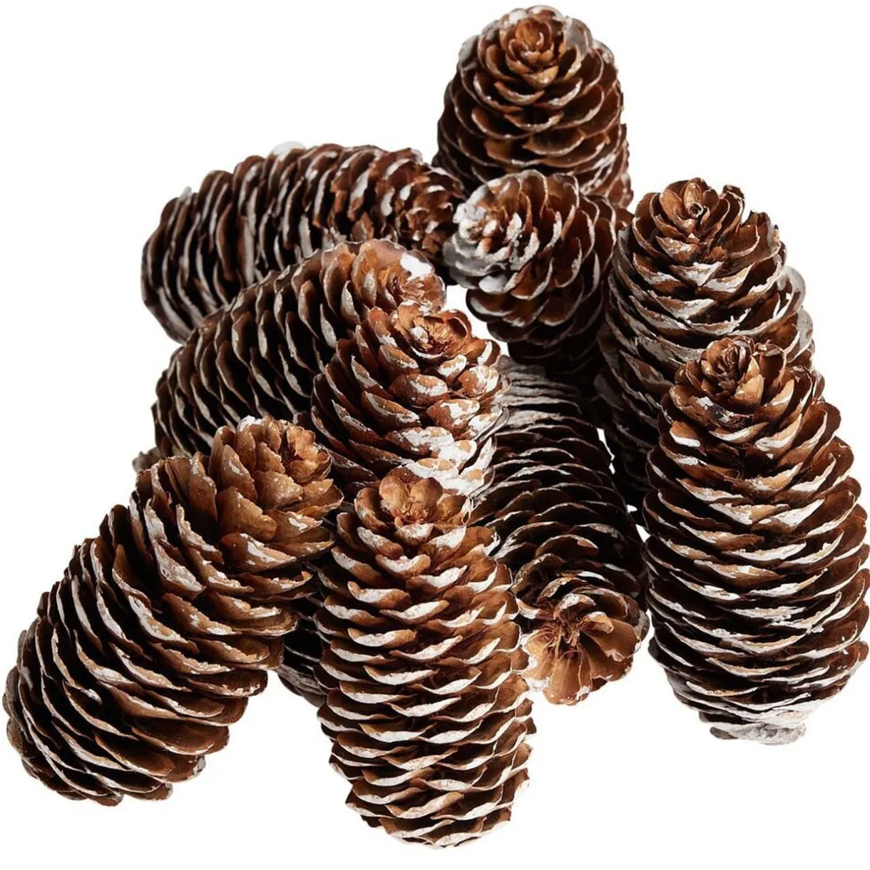 Pomme de pin finition enneigée x10 < Gifi Sale