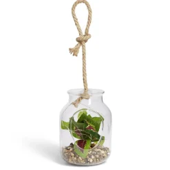 Pot en verre LED avec plante artificielle succulente Ø11,5xH15,5cm < Gifi New