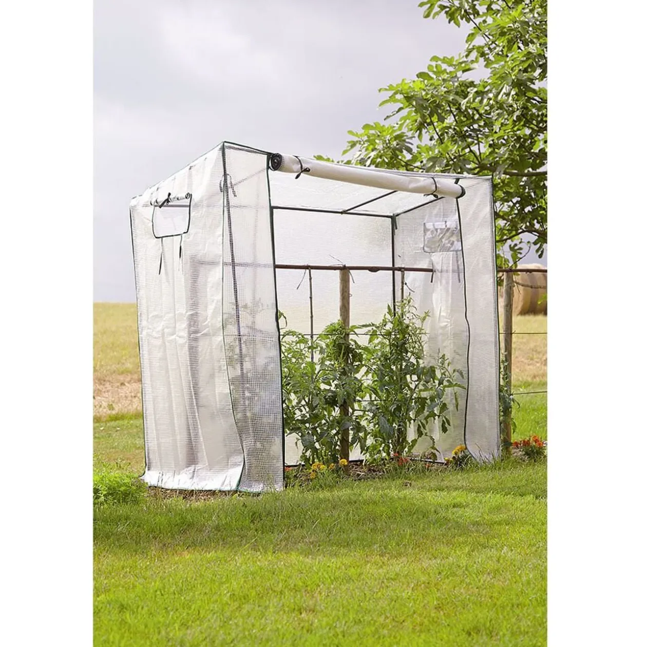 Serre à tomates transparente et verte 200x80xH169cm - 1,6m²